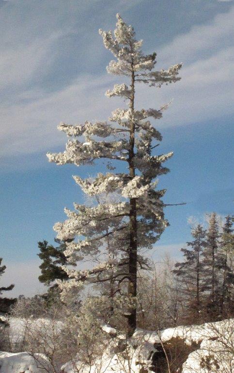 White pine frosted