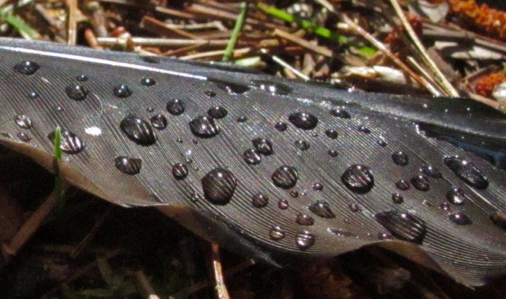 Feather with raindrops