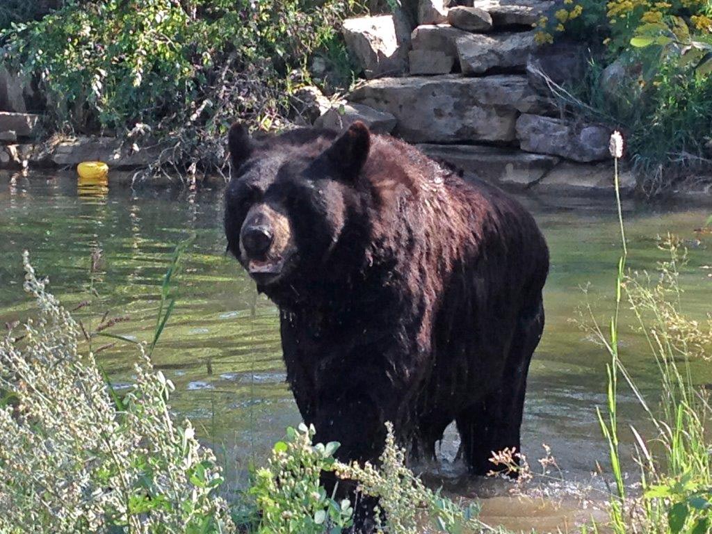 Ted swimming