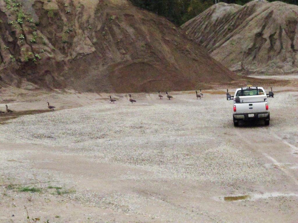 Geese in gravel pit