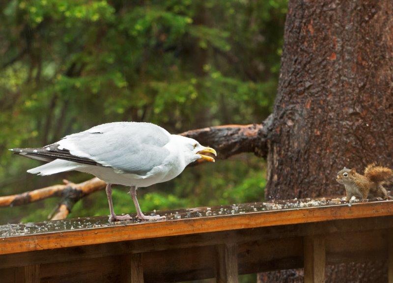 Herring gull and red squirrel
