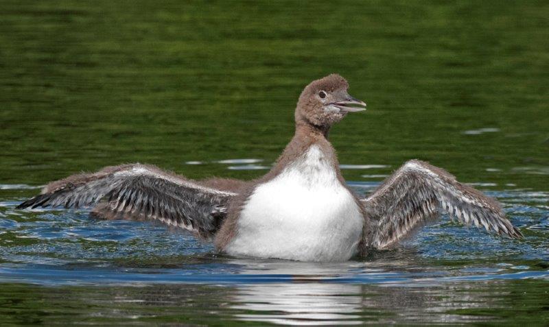 Loon spreading its wings