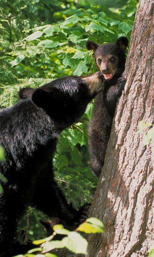 Mother checking on cub - WRI File Photo