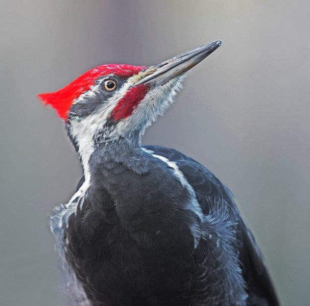 Pileated woodpecker - 11/18/2015