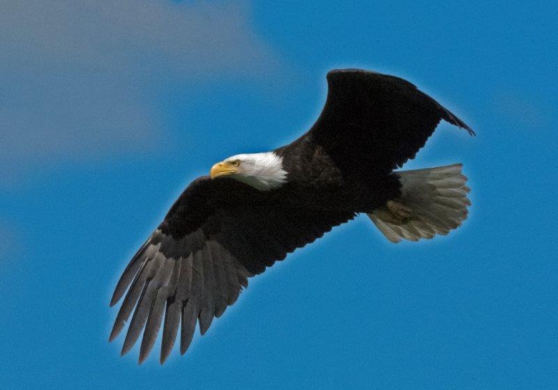 Bald eagle on the chase