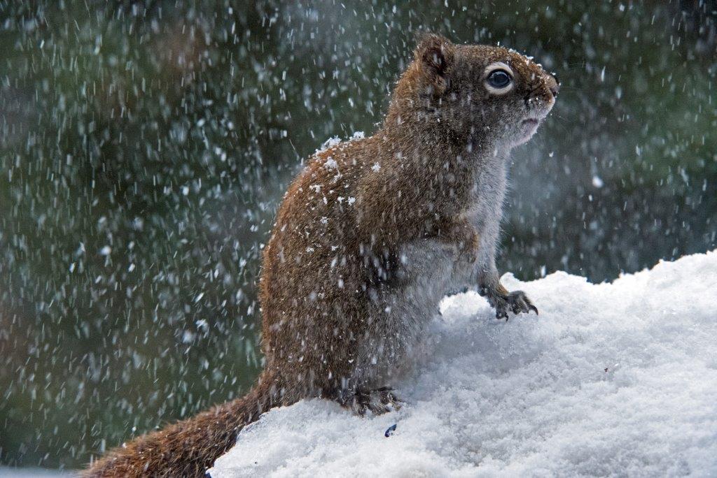 Red squirrel in a snow shower