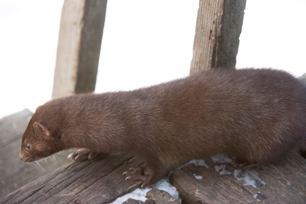 Mink