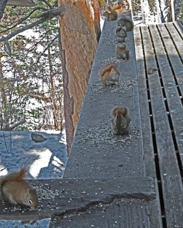 Red squirrels