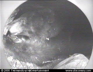 bear(3-29-00-18).jpg