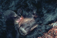HWB_Slide03_FS_200.jpg