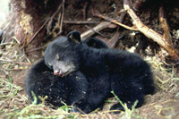 HWB_Slide04_FS_200.jpg