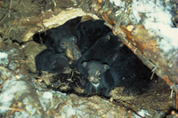 HWB_Slide05_FS_200.jpg