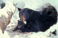 HWB_Slide06_FS_200.jpg