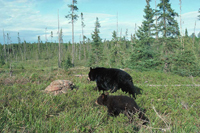 HWB_Slide25_FS_200.jpg