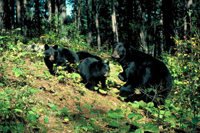 HWB_Slide30_FS_200.jpg