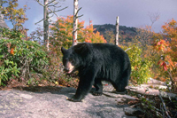 HWB_Slide33_FS_200.jpg