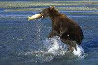 HWB_Slide49_FS_200.jpg