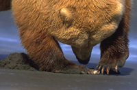 HWB_Slide56_FS_200.jpg