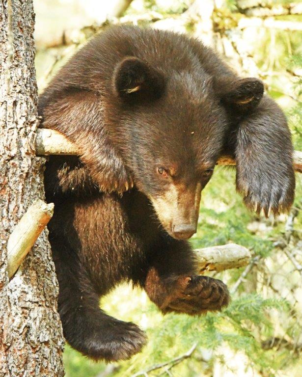 Cub in tree