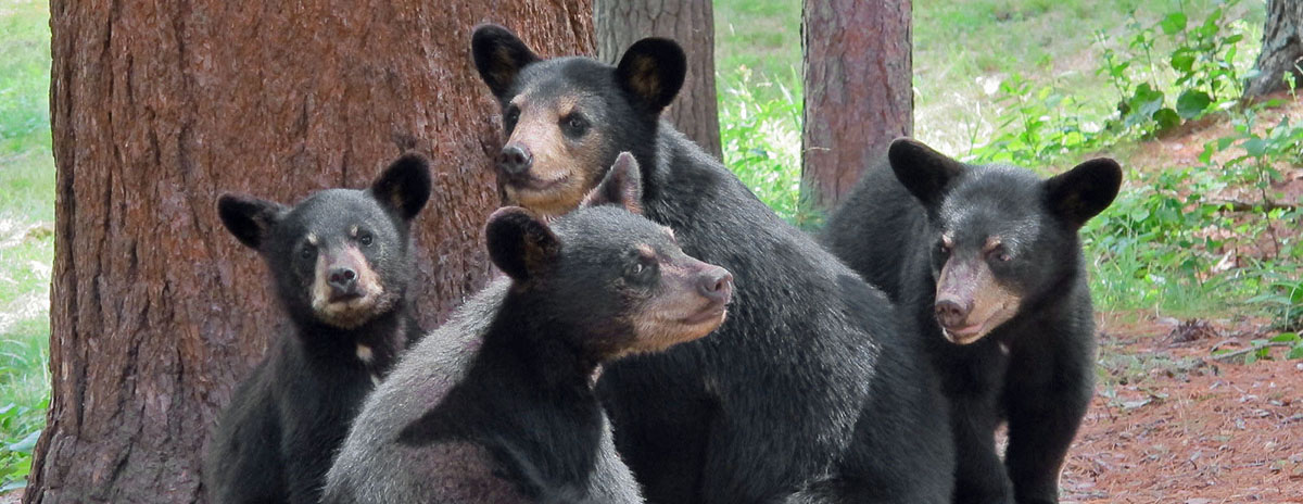 Four cubs