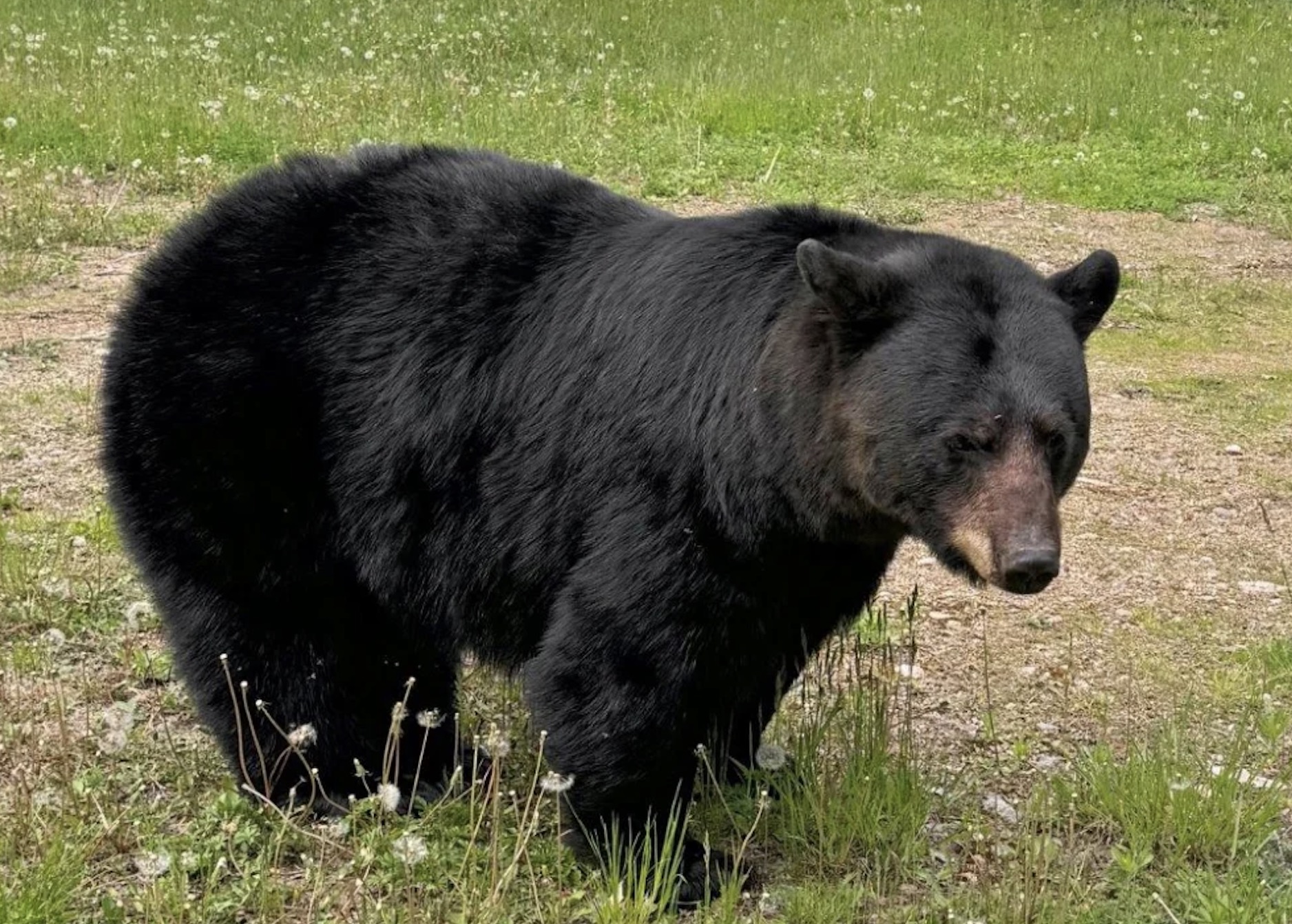 It's Not Too Late to Join in on a Bear Course! - UPDATE June 18, 2026