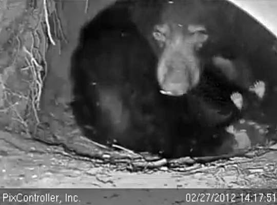 Big foot and tiny feet - Feb 27, 2012