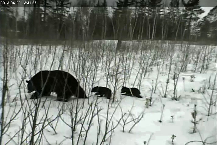 Lily attempts to lead the cubs from den