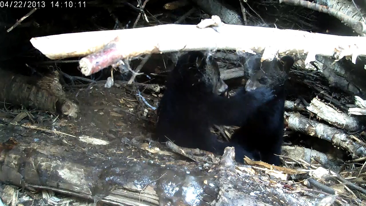 Lily's cubs play in den 