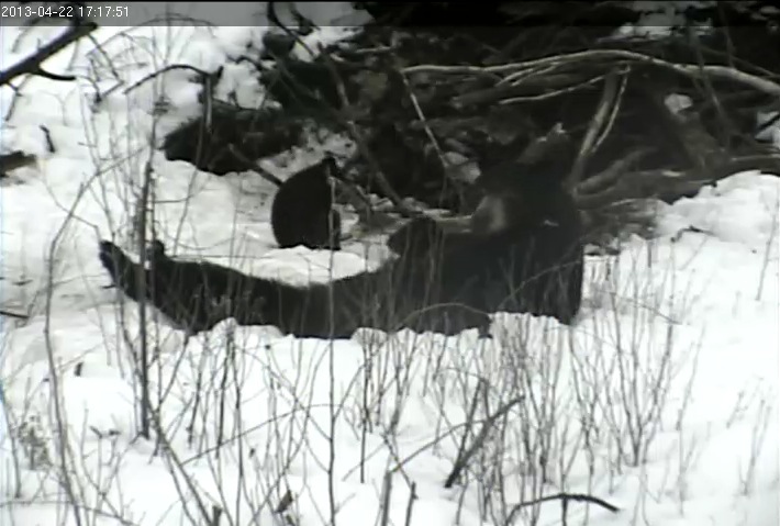 Lily relaxes in a hoe she dug