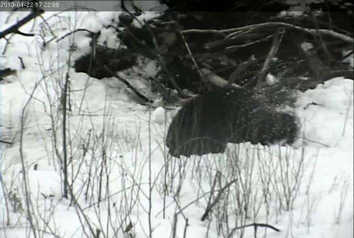 Snow flies as Lily digs down