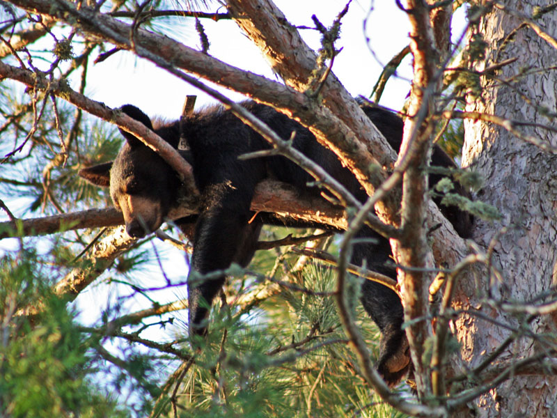 Aster safe in a red pine - July 1, 2012