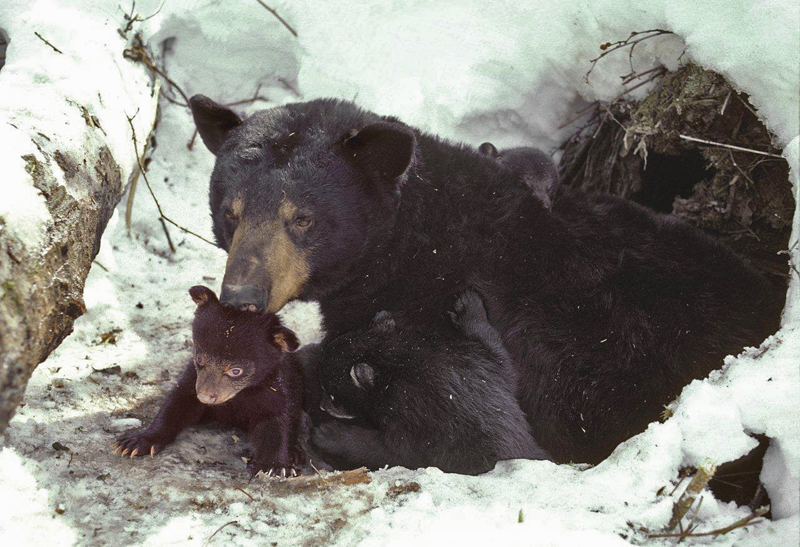 06_359__cubs_emerging_5x7_adj