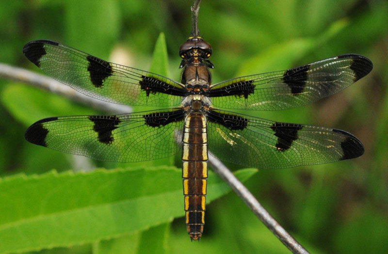 12-spotted skimmer - June 2, 2012