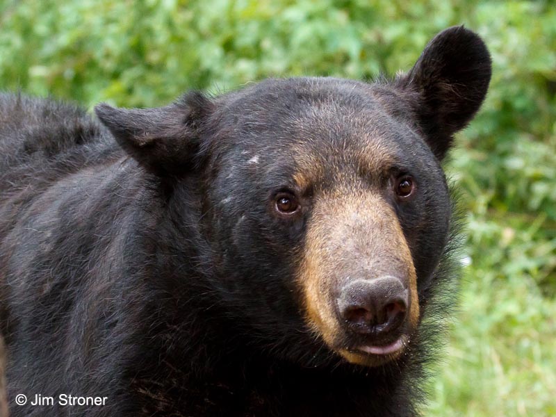 Big Harry - August 11, 2011