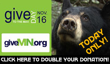 North American Bear Center SAMPLE ONLY - NOT CLICKABLE
