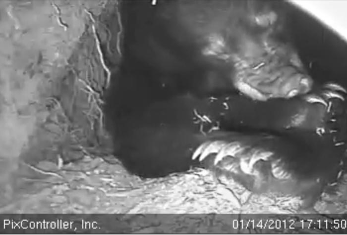 Jewel chews her foot - Jan 14, 2012