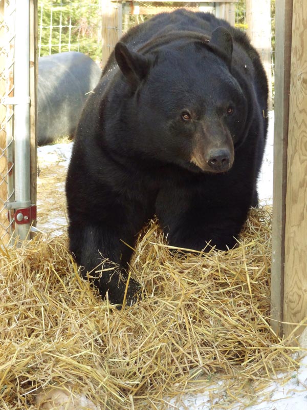 Lucky Stealing Bedding - Nov 13, 2012