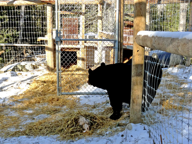 Lucky's trail of straw - Nov 13, 2012