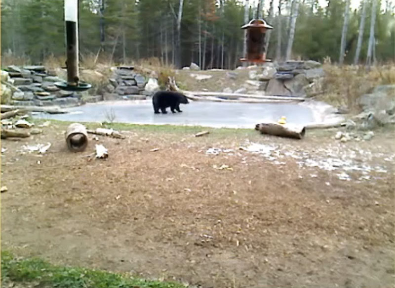 Ted walks on the ice! - Nov 18, 2012