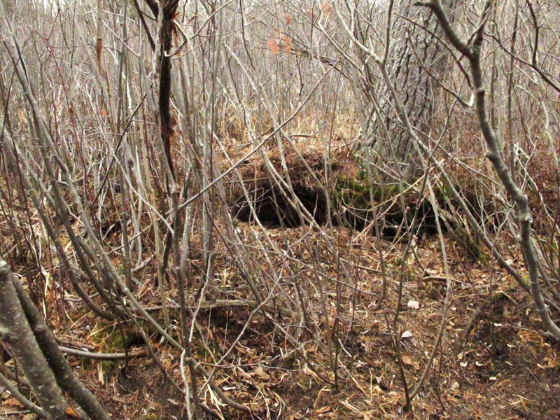 Faith's den under a white pine - Nov 19, 2012