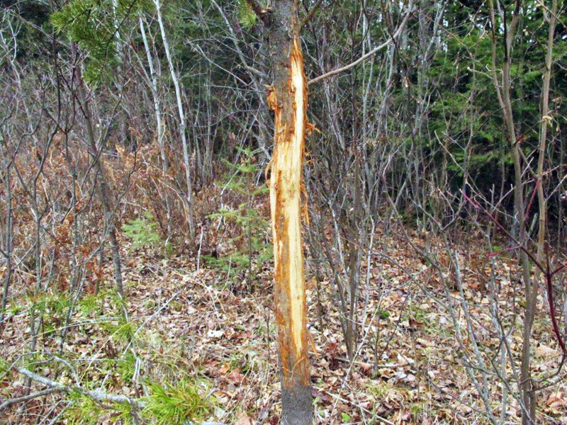 Buck rub on jack pine sapling - Nov 19, 2012