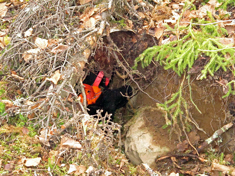 Daisy in dug den - Nov 21, 2012