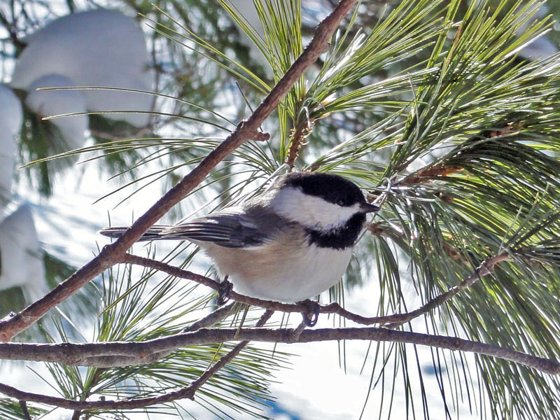 Black-capped Chickadee