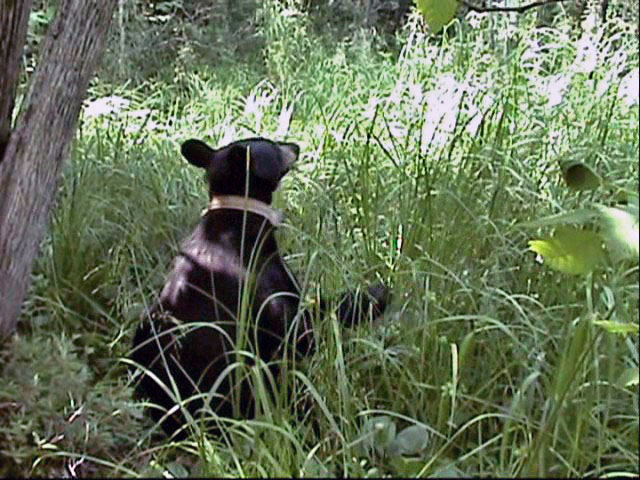 June eats water parsnip - July 26, 2004