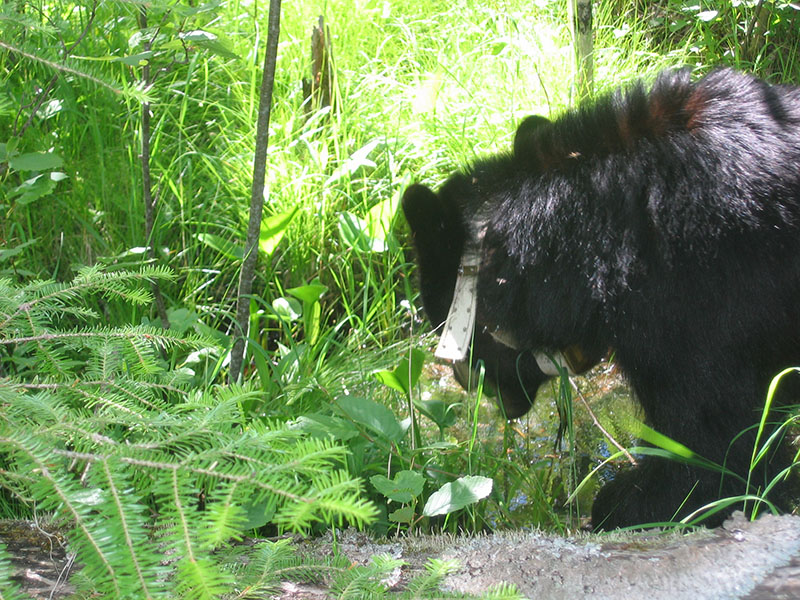 June feeds on wild calla - 2004