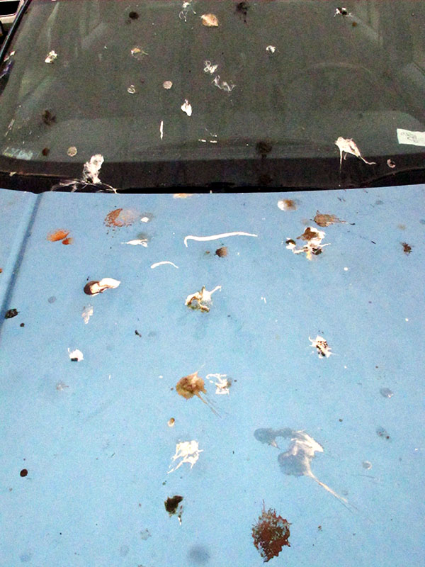 Car covered with whitewash - Dec 1, 2012