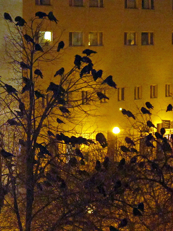 Crows roosting - Nov 30, 2012