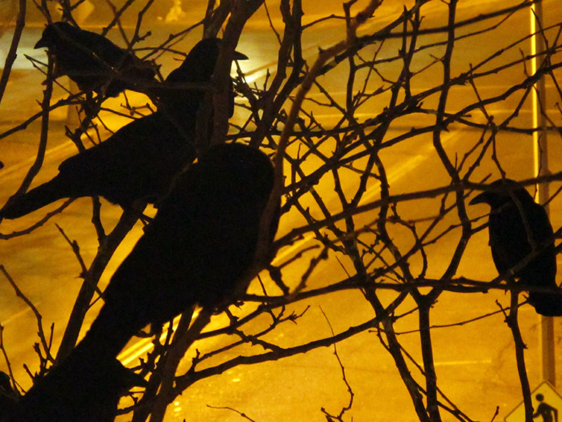 Crows roosting - Nov 30, 2012