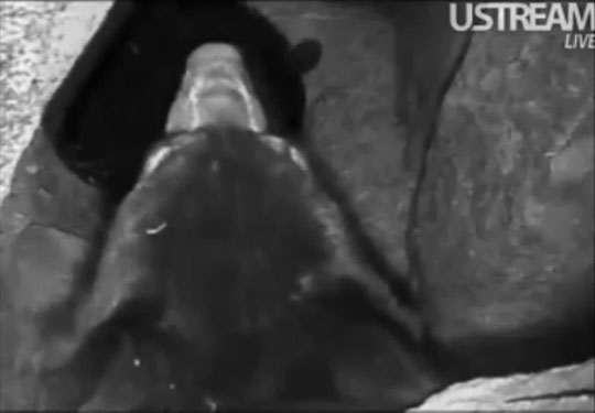 2012 Lily-Faith Den Cam