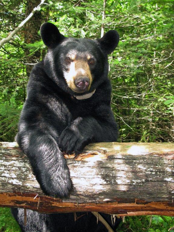 Lily _ July 30, 2012